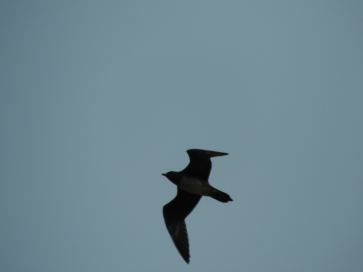 Long-tailed Jaeger - ML375049761