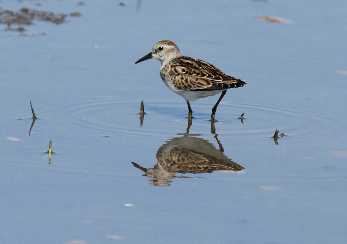 Least Sandpiper - ML375050021