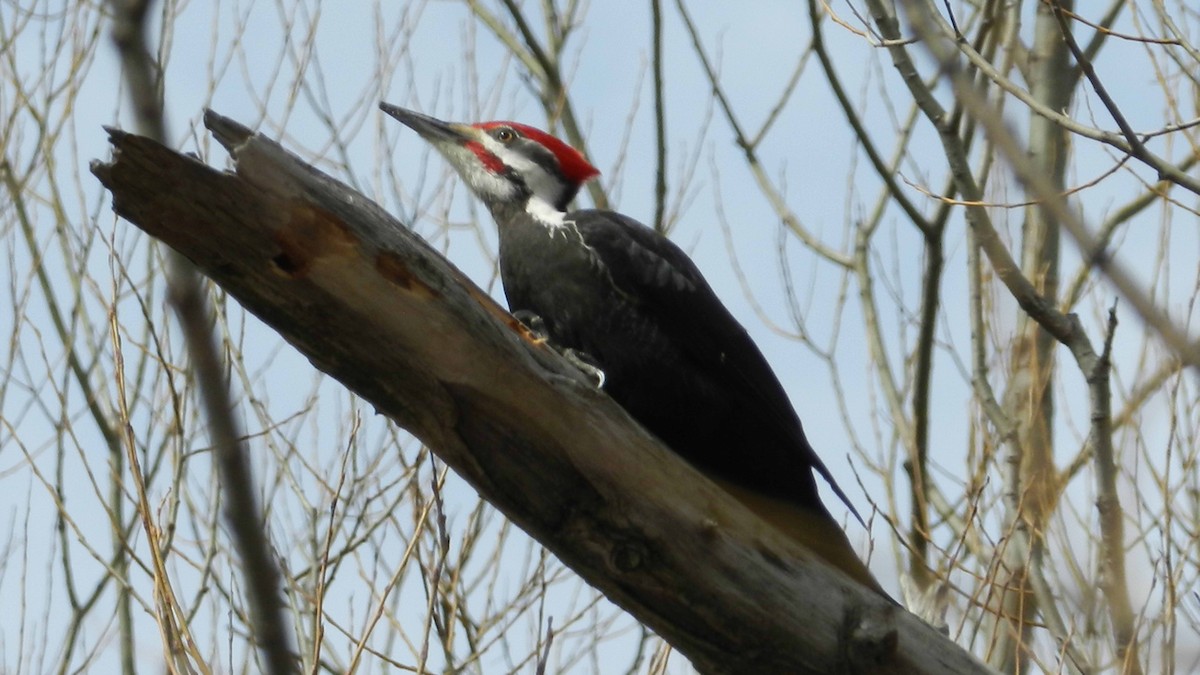 Pileated Woodpecker - ML37505031
