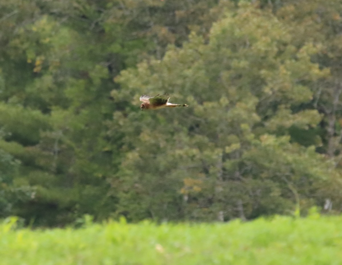 Northern Harrier - ML375056651