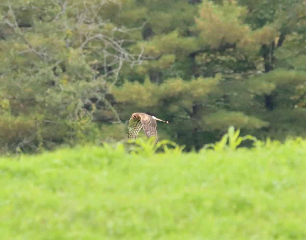 Northern Harrier - ML375056891