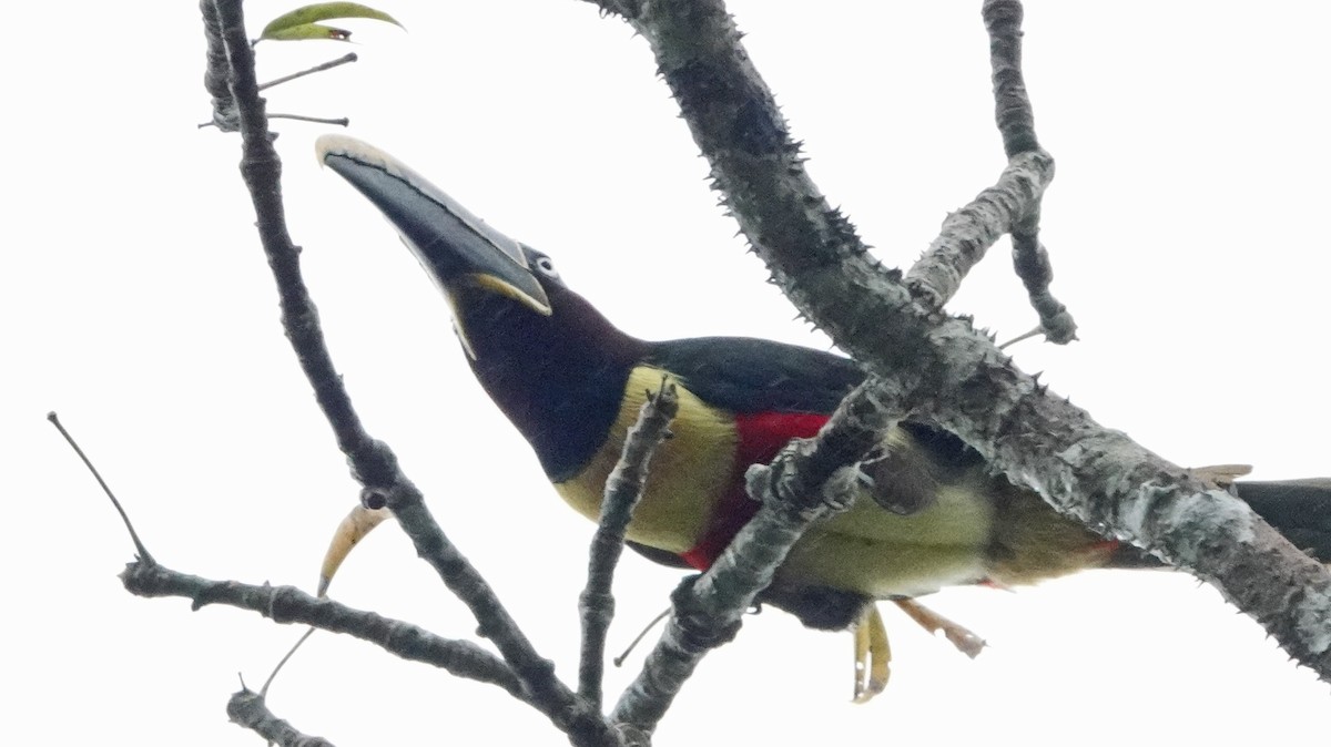 Chestnut-eared Aracari - ML375057721