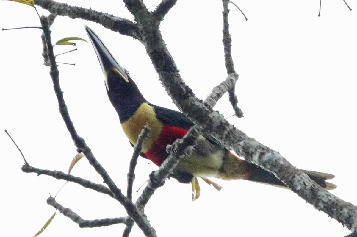 Chestnut-eared Aracari - ML375057731