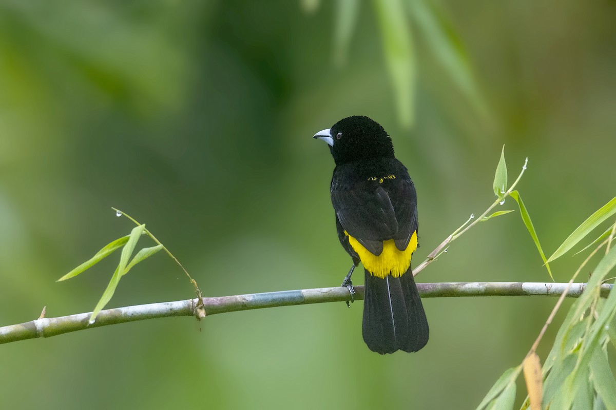 Flame-rumped Tanager (Lemon-rumped) - Bradley Hacker 🦜