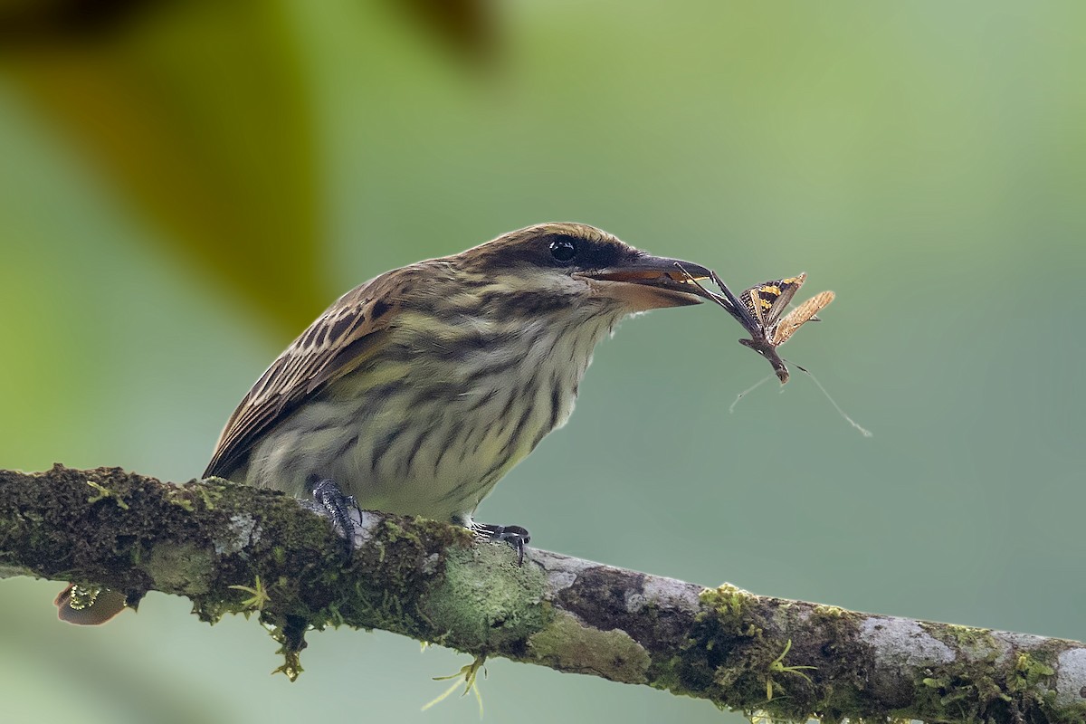 Streaked Flycatcher - ML375058771