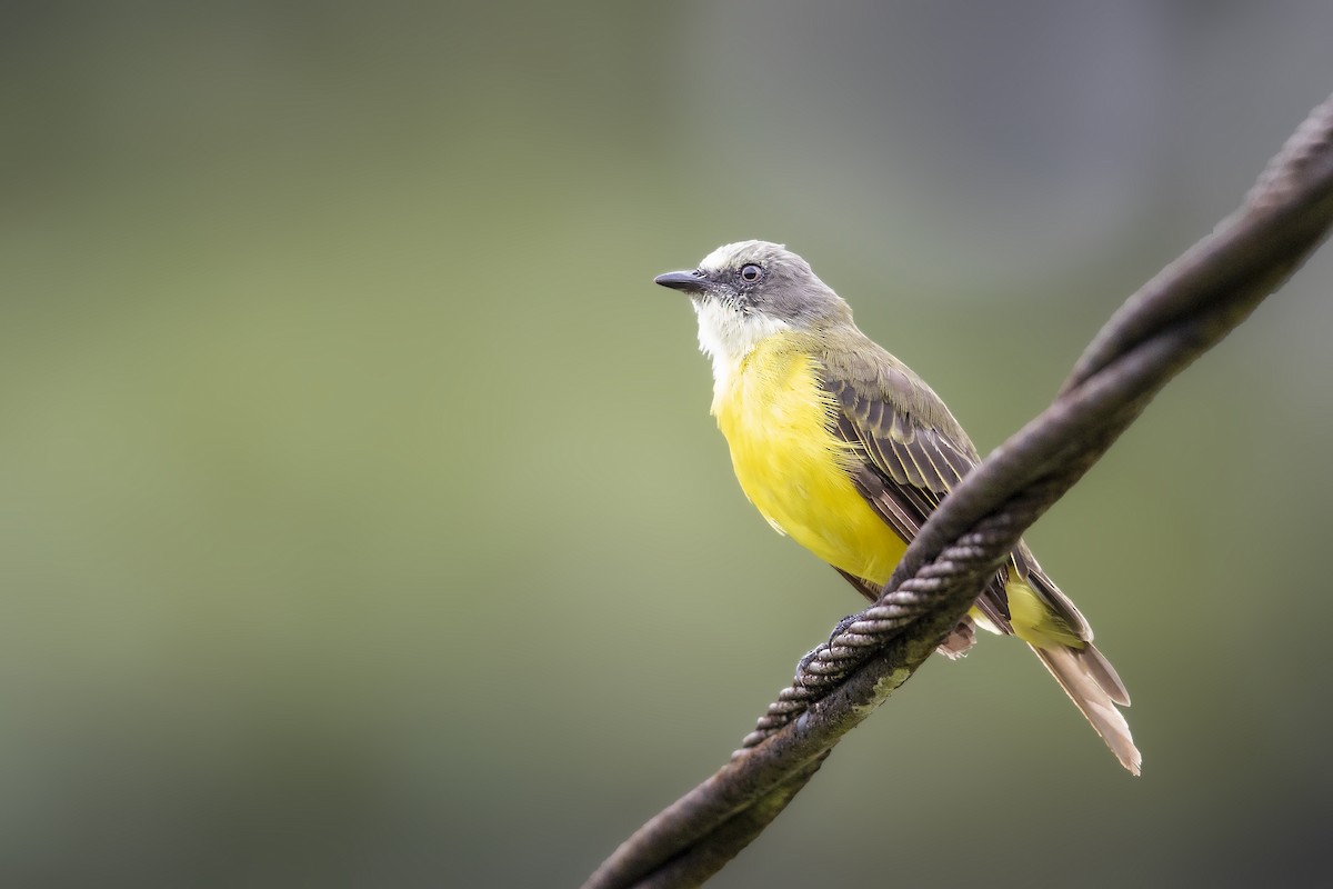 Gray-capped Flycatcher - Bradley Hacker 🦜