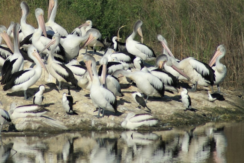 Pied Cormorant - ML375059331