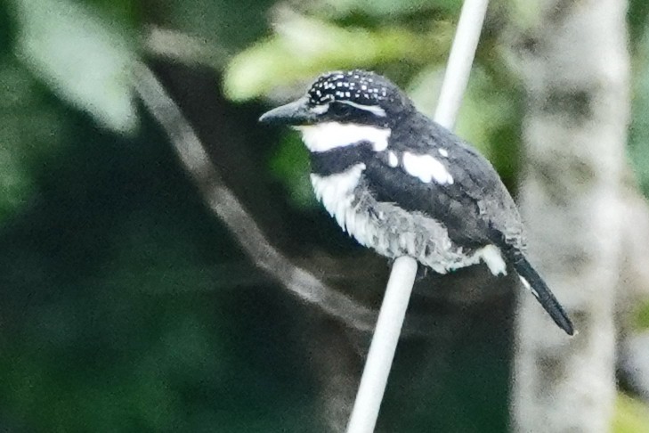 Pied Puffbird - ML375060231