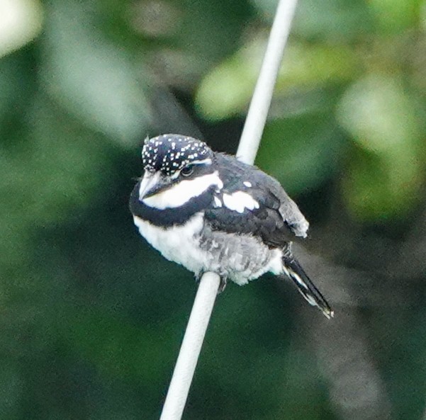 Pied Puffbird - ML375060241