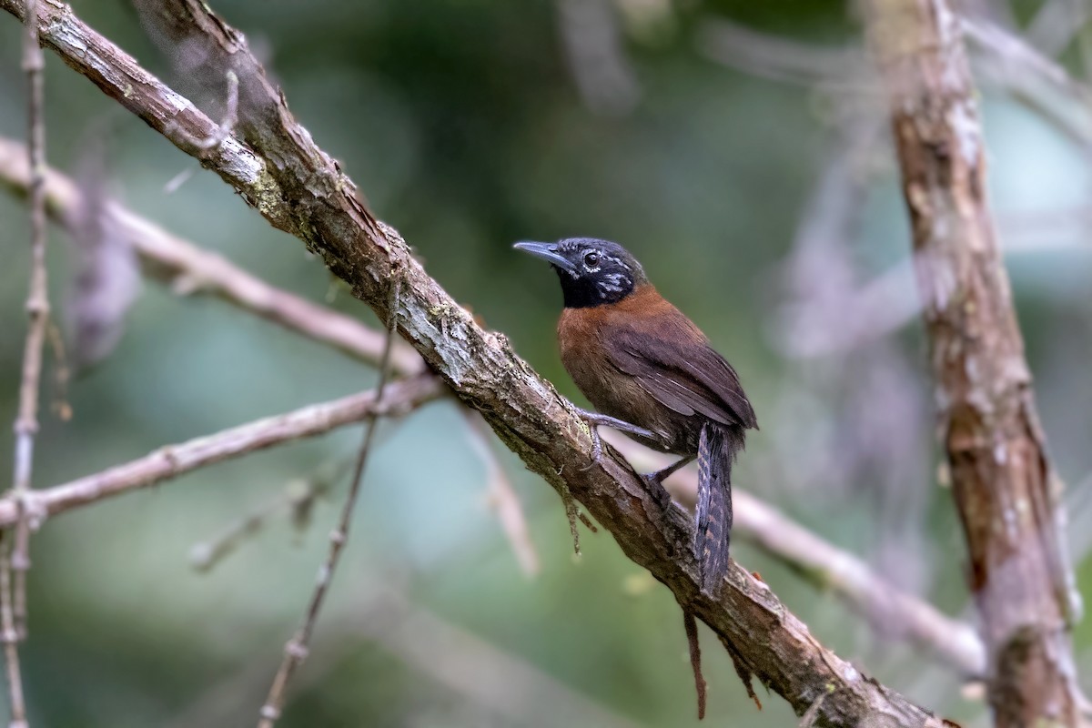 Sooty-headed Wren - Bradley Hacker 🦜