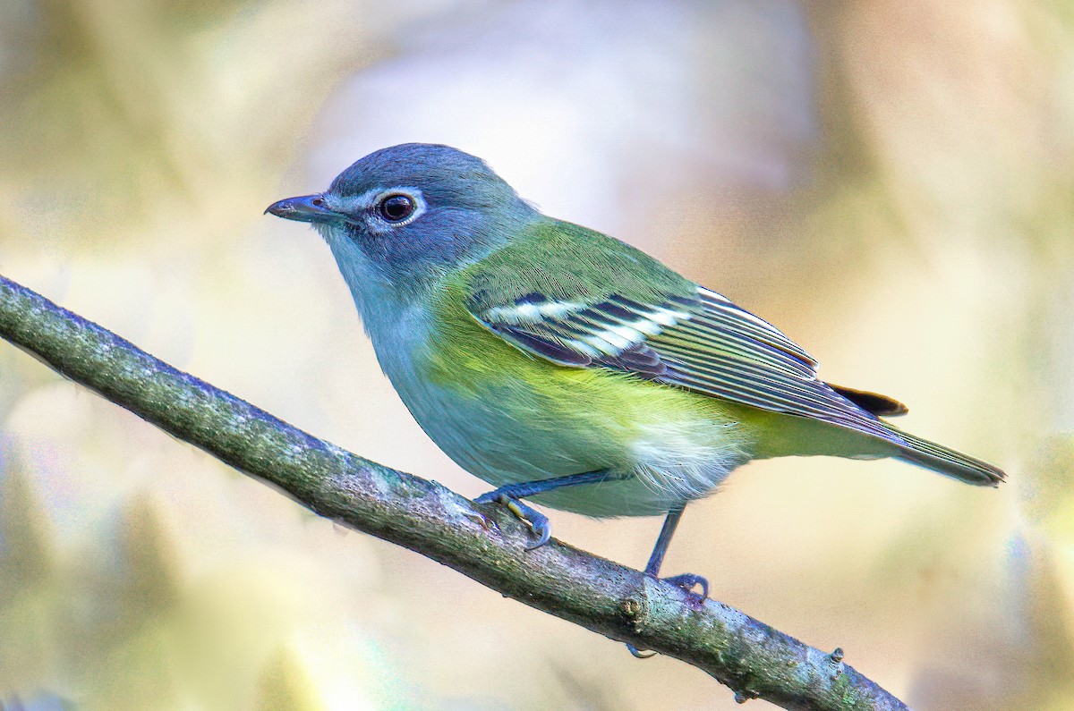 Blue-headed Vireo - ML375062031