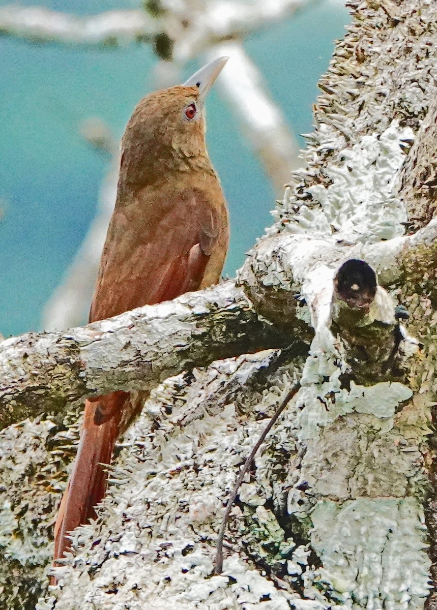 Cinnamon-throated Woodcreeper (devillei) - ML375064431