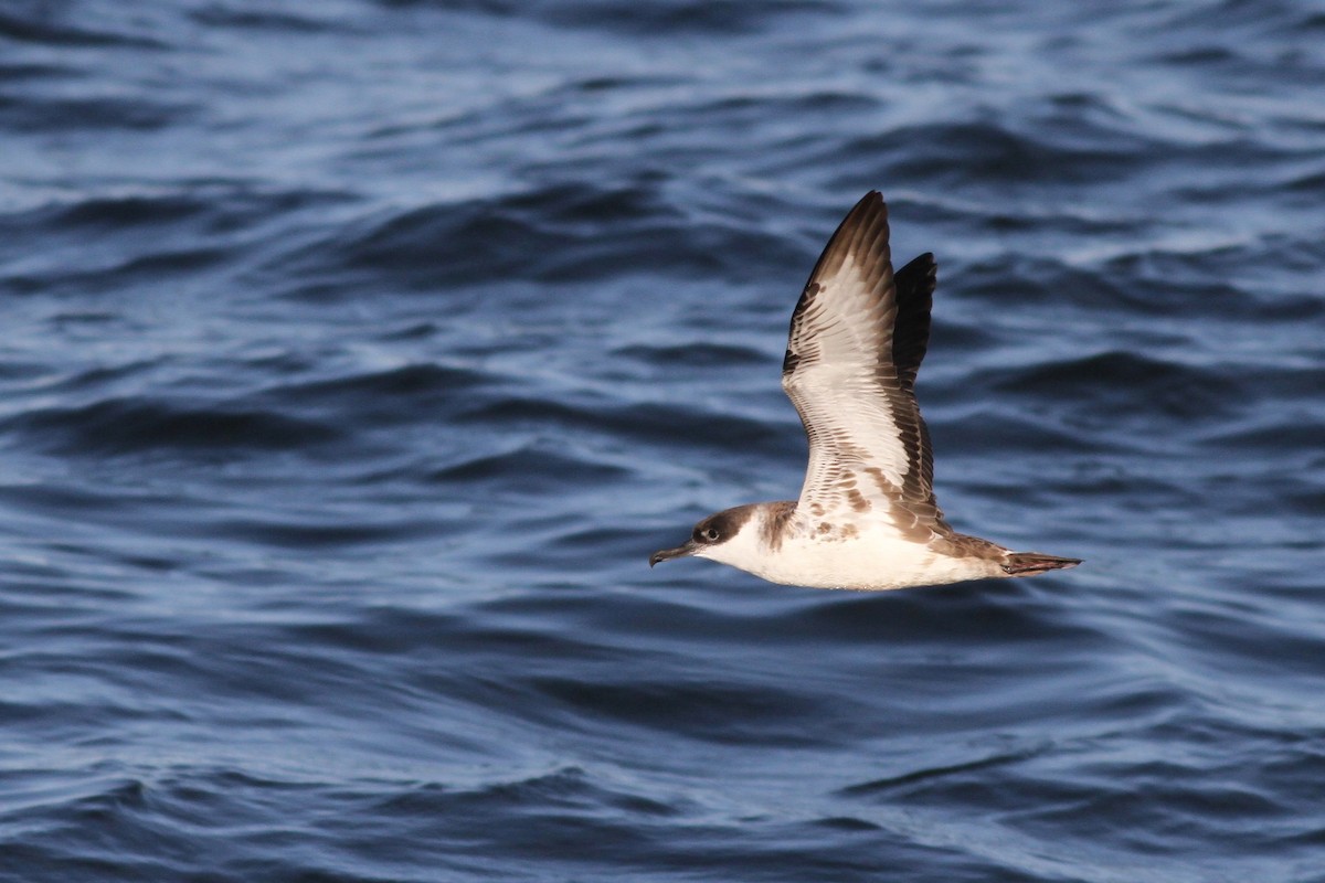 Great Shearwater - Drew Weber