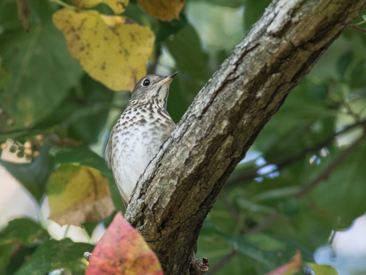 Gray-cheeked/Bicknell's Thrush - matthew sabatine