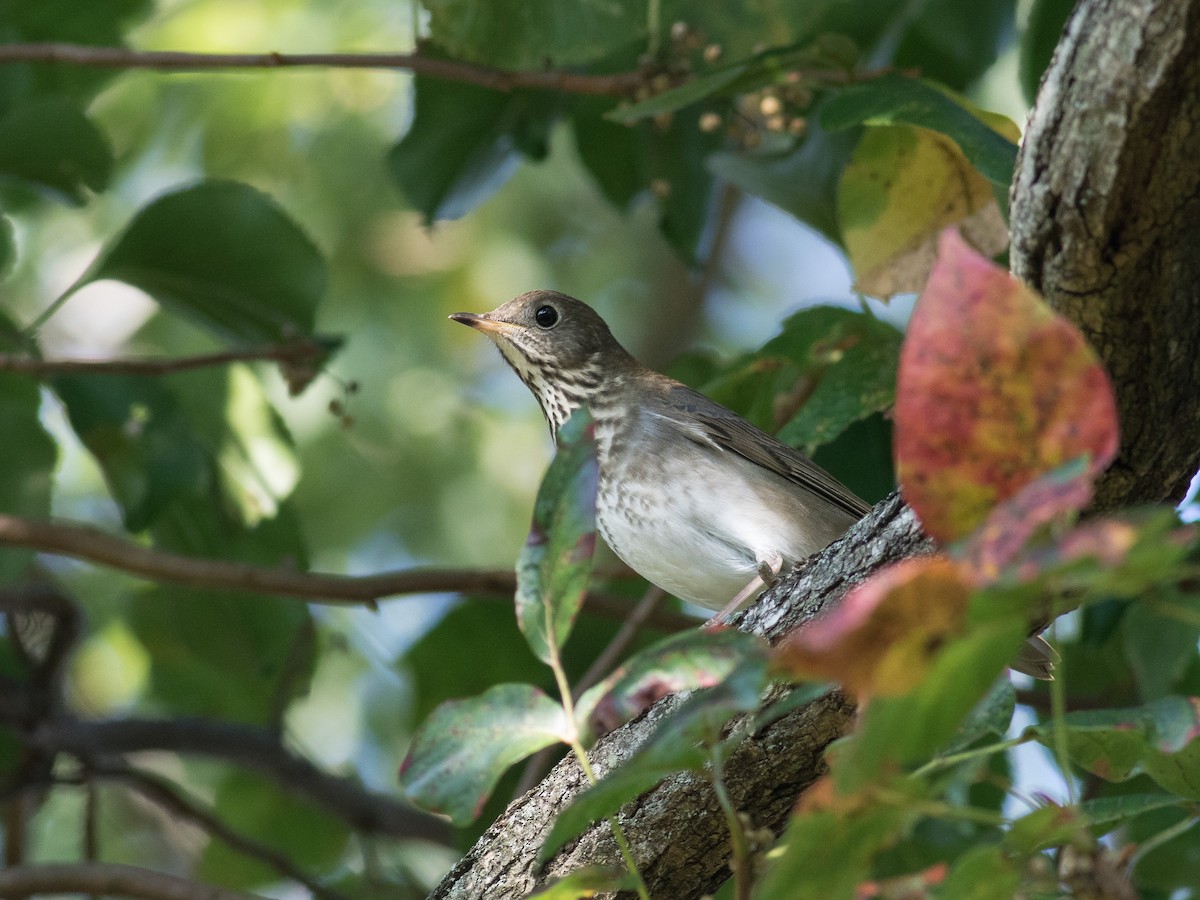 Gray-cheeked/Bicknell's Thrush - ML375070591