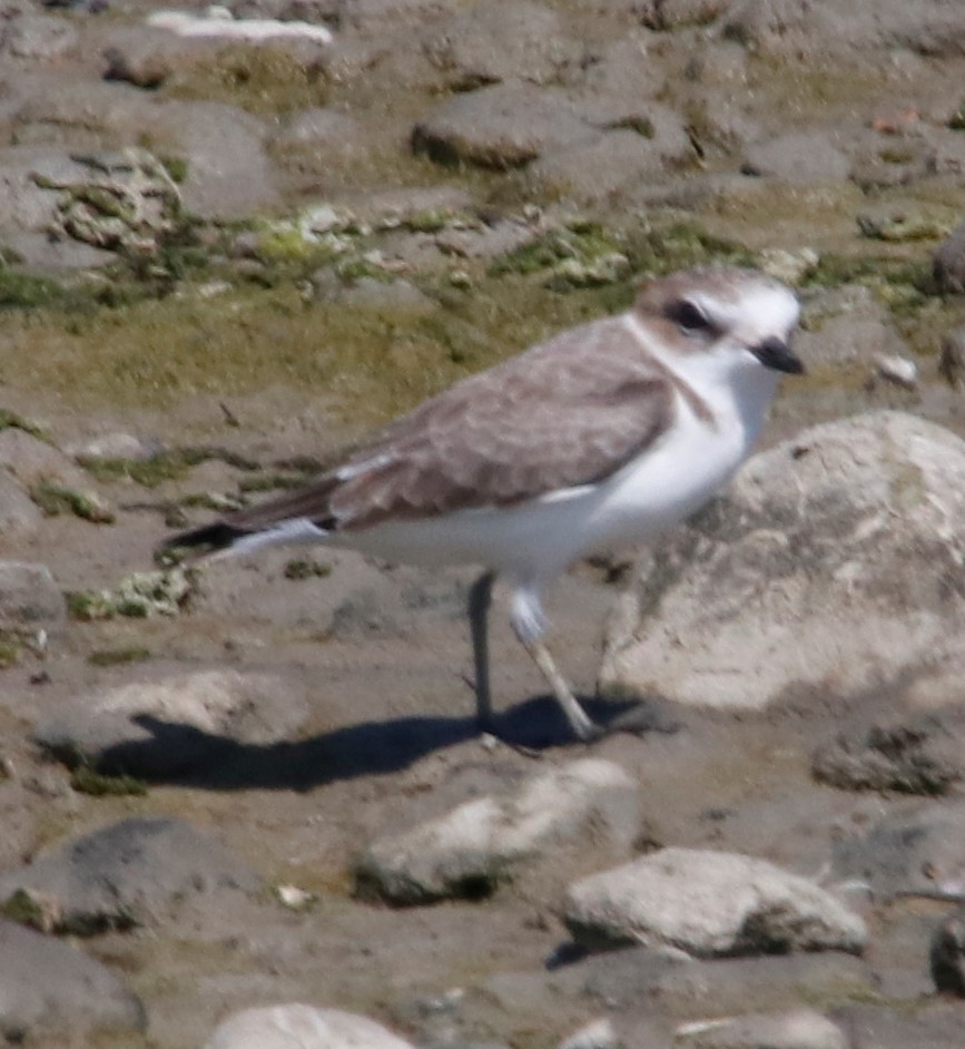 Snowy Plover - ML375073581