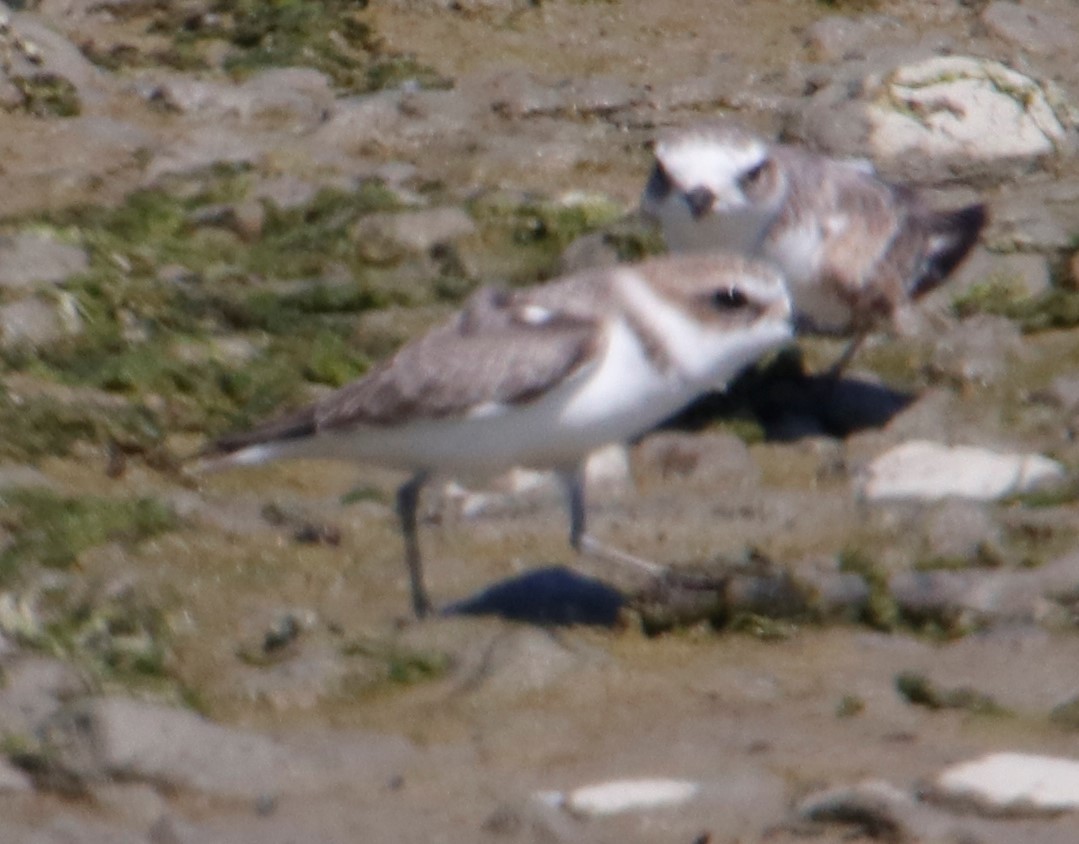 Snowy Plover - ML375073591