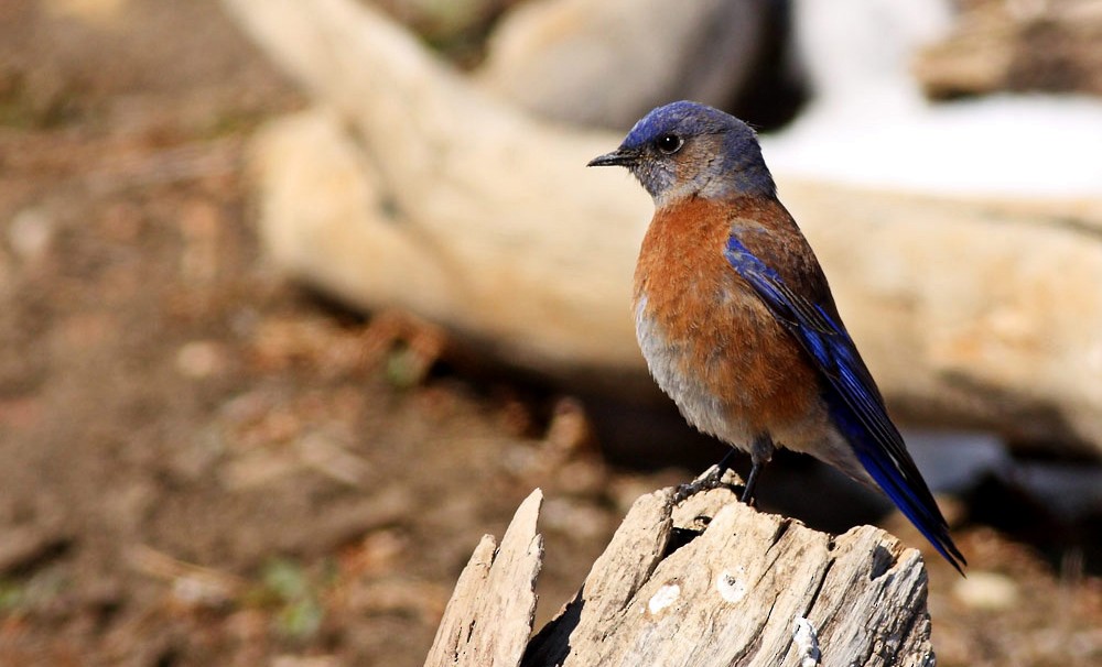 Western Bluebird - ML375073881