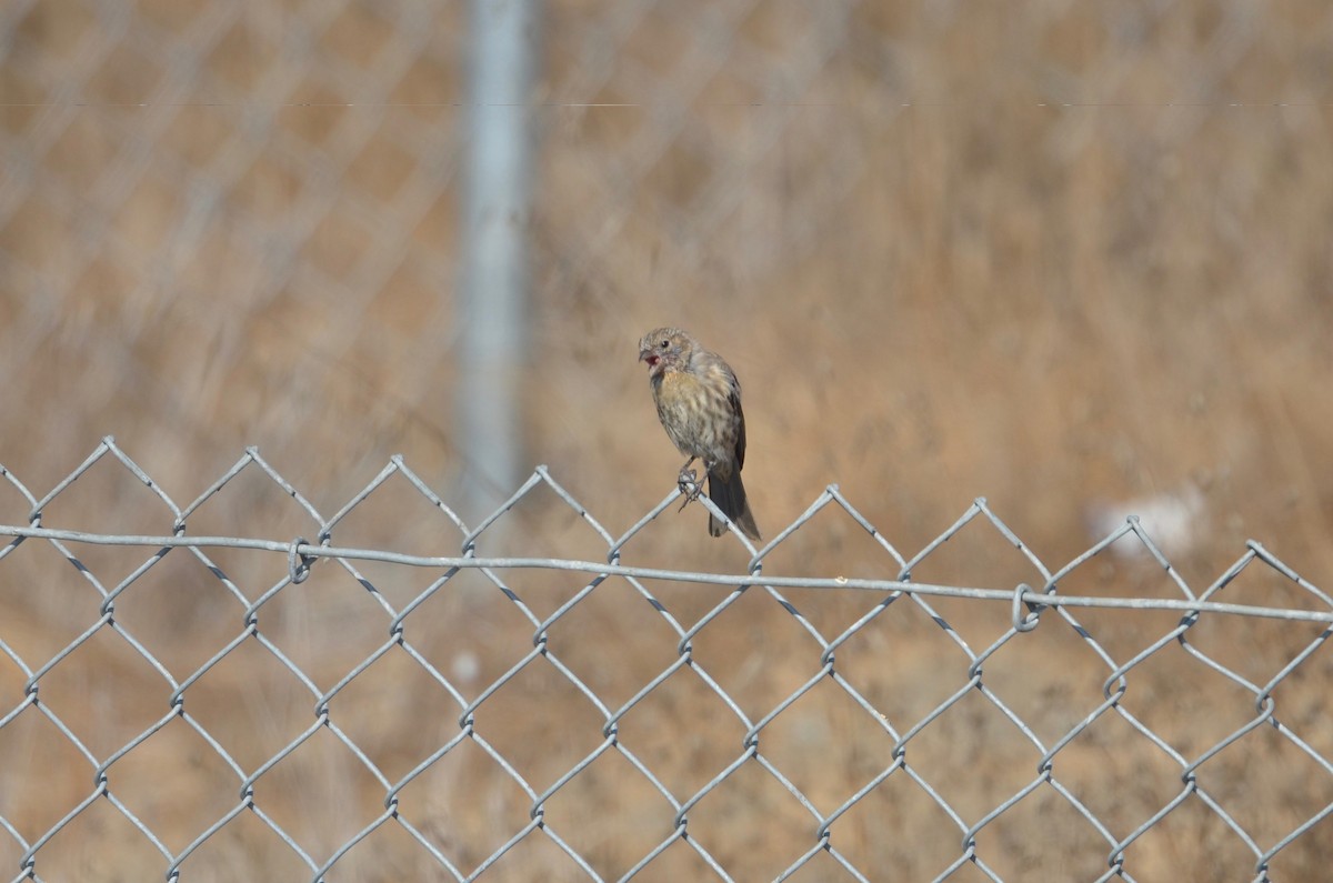 House Finch - ML375074831