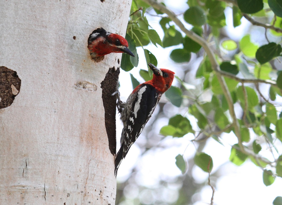 Red-breasted Sapsucker - Esme Rosen