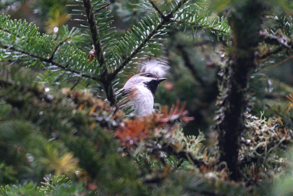 Boreal Chickadee - ML375076481