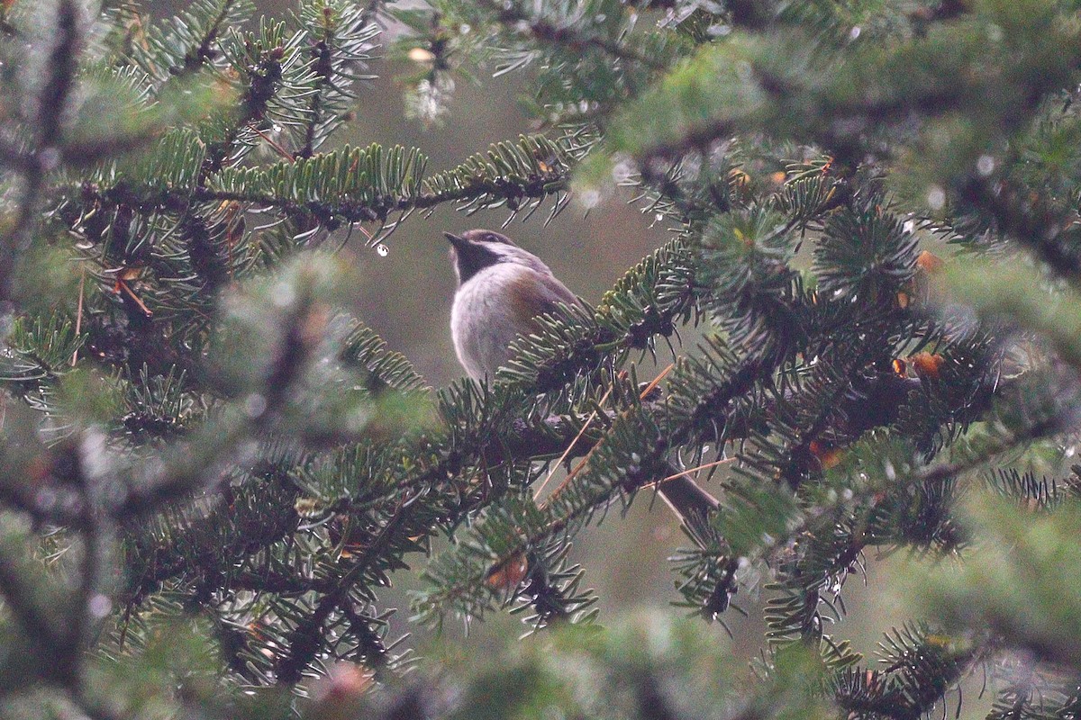 Boreal Chickadee - ML375076491