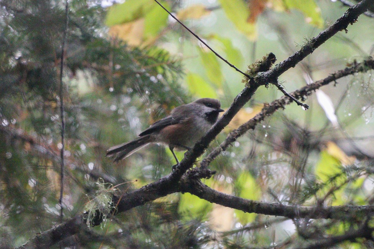 Boreal Chickadee - ML375076511