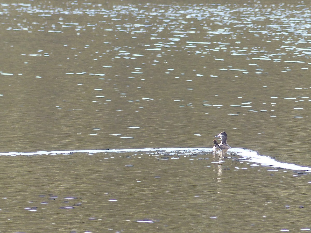 Ruddy Duck - ML375078851