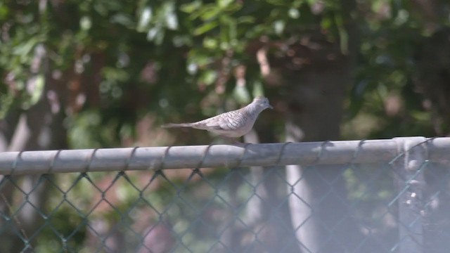 Peaceful Dove - ML375079621