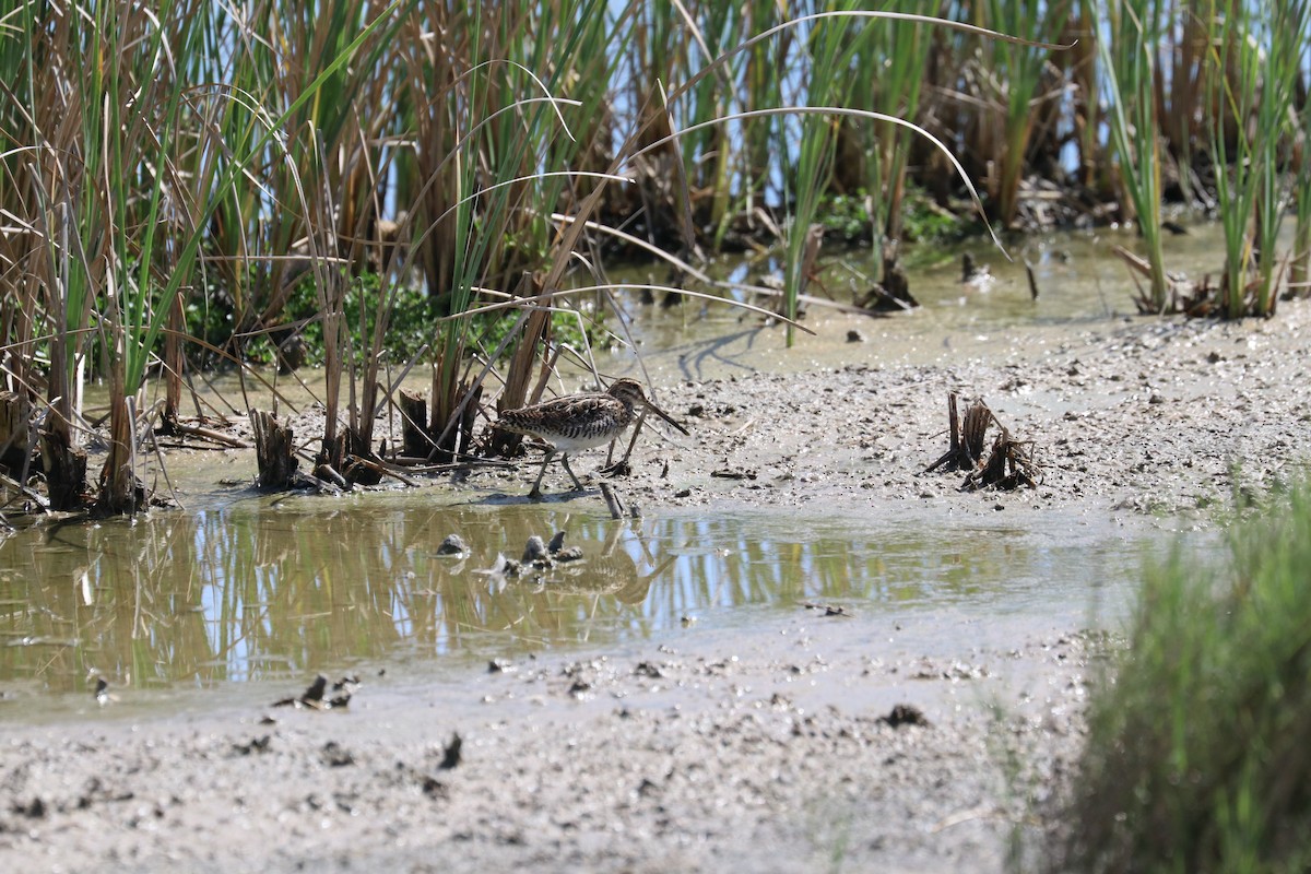 Wilson's Snipe - ML375080681