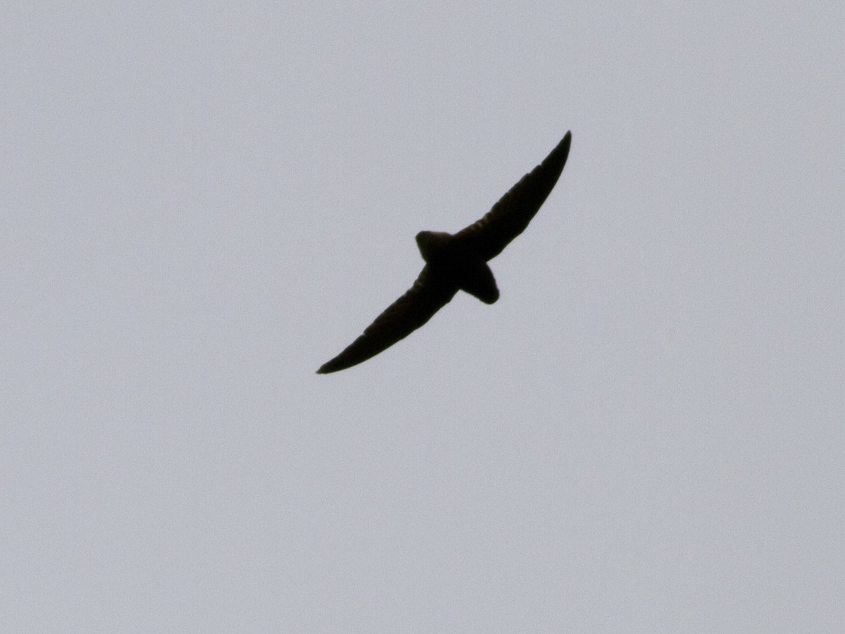 Short-tailed Swift - ML37508161