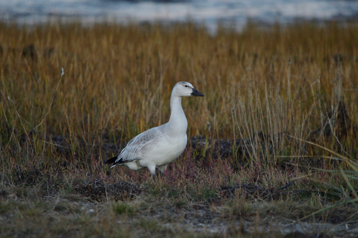 Snow Goose - Jean-Daniel Fiset