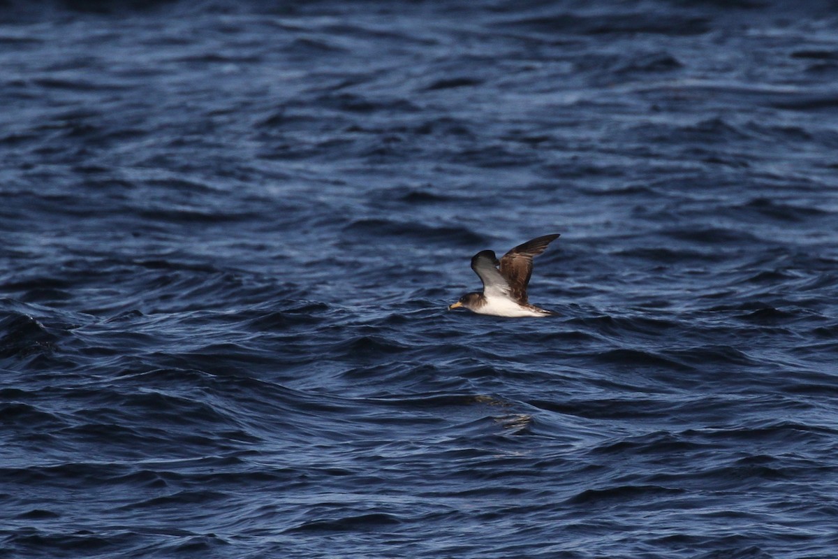 Cory's Shearwater (borealis) - Drew Weber