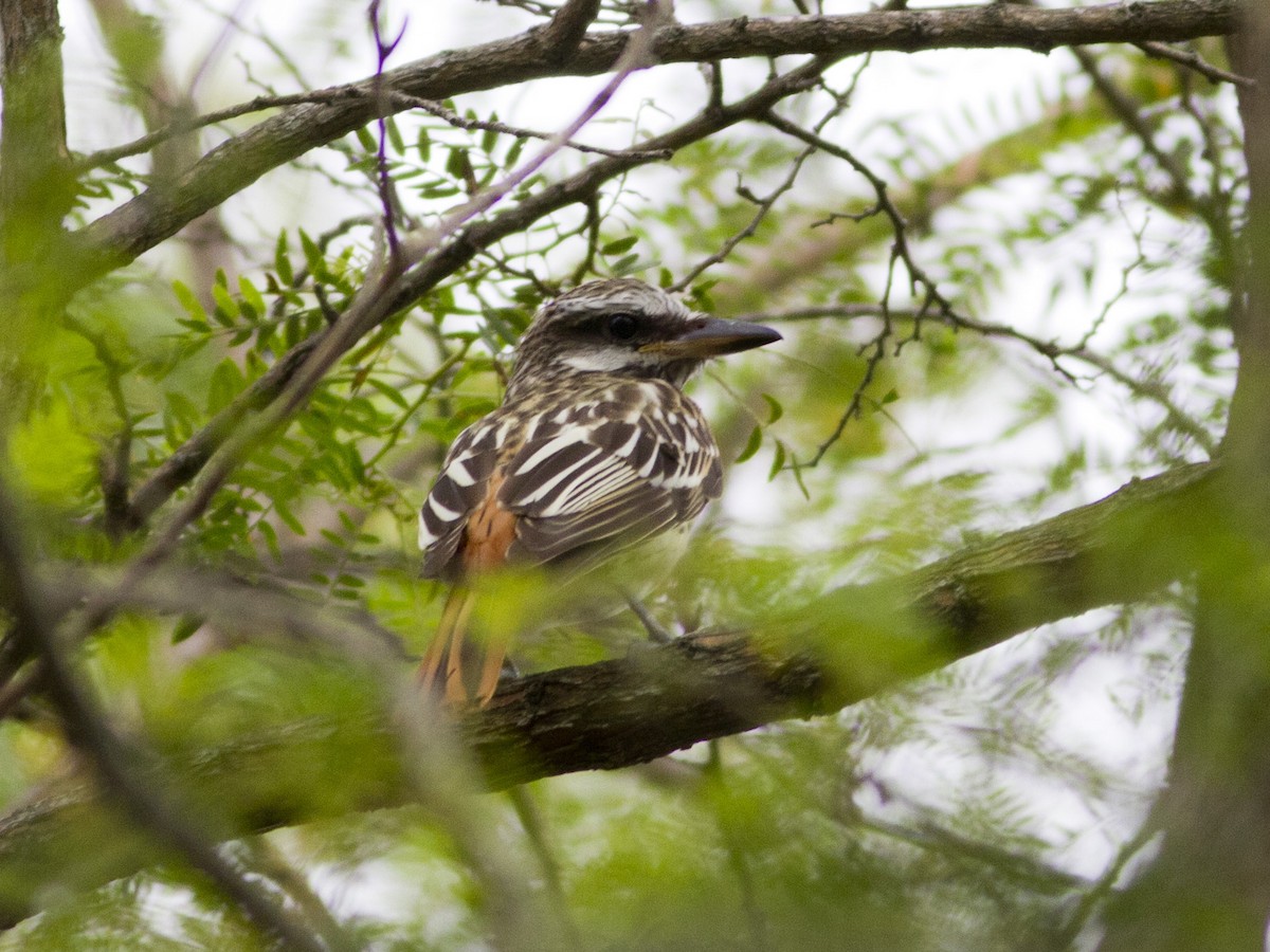 Sulphur-bellied Flycatcher - ML37508431