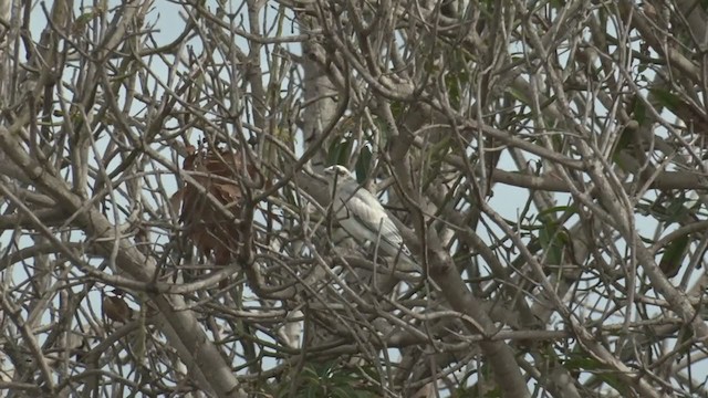 Black-faced Cuckooshrike - ML375084651