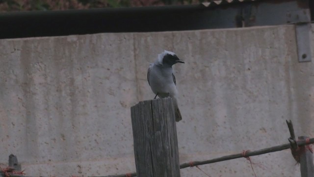 Black-faced Cuckooshrike - ML375085111