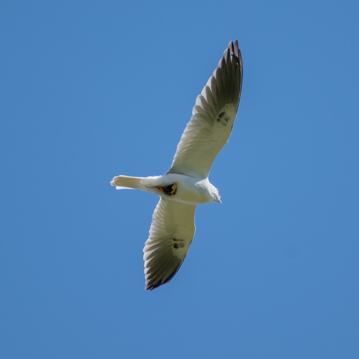 White-tailed Kite - ML375085311