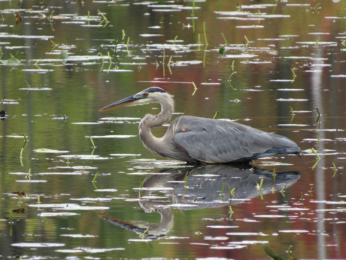 Great Blue Heron - ML375086201