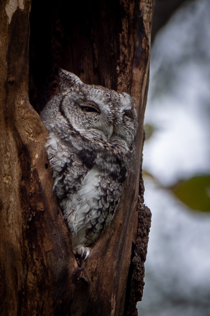 výreček americký - ML375087131