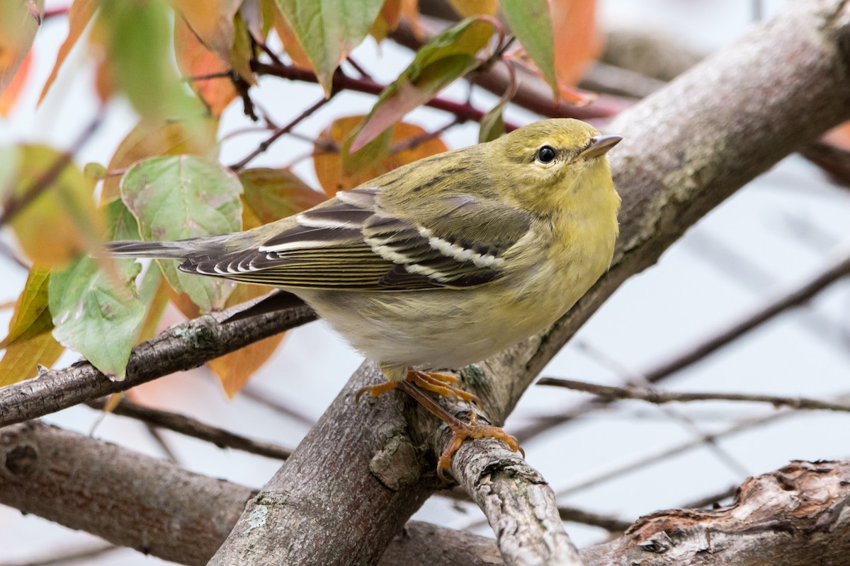 Blackpoll Warbler - Brian McGee