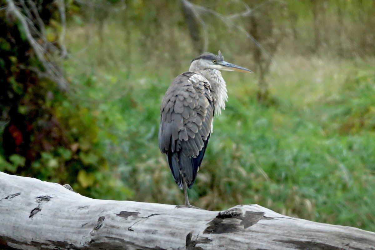 Great Blue Heron - ML375088161