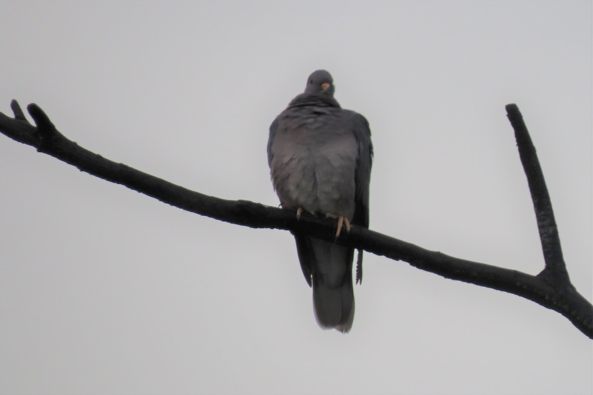 Band-tailed Pigeon - Jim Moore