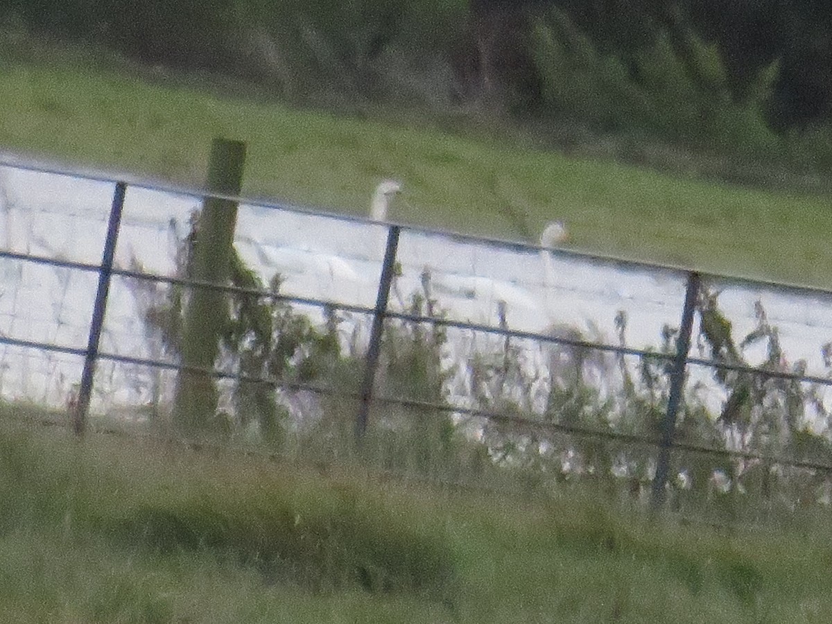 Whooper Swan - ML375090371