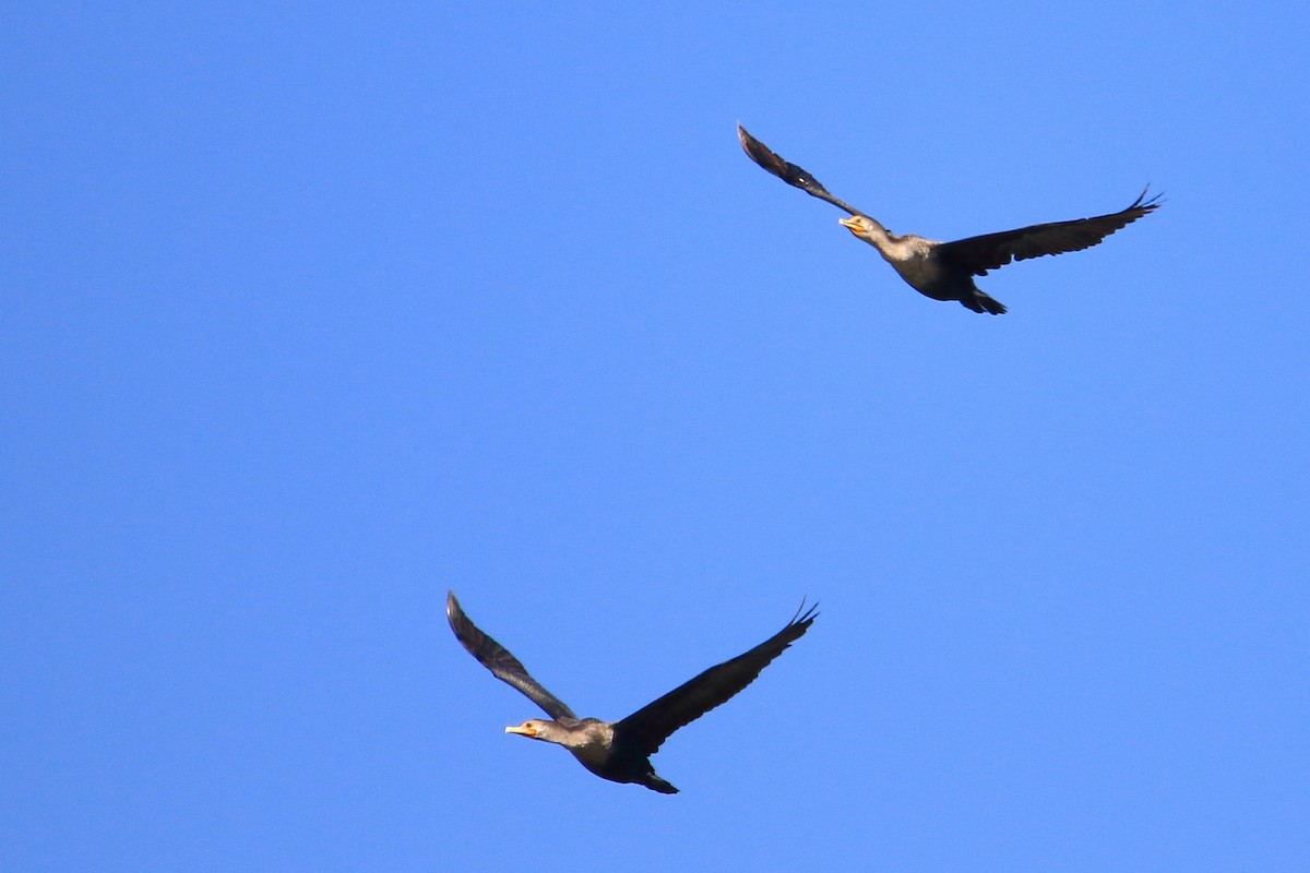 Double-crested Cormorant - ML375091271