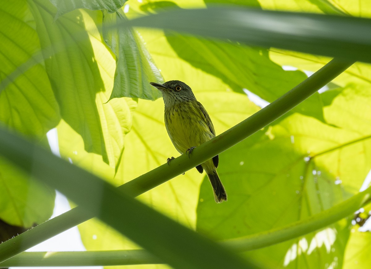 Spotted Tody-Flycatcher - Alex Luna