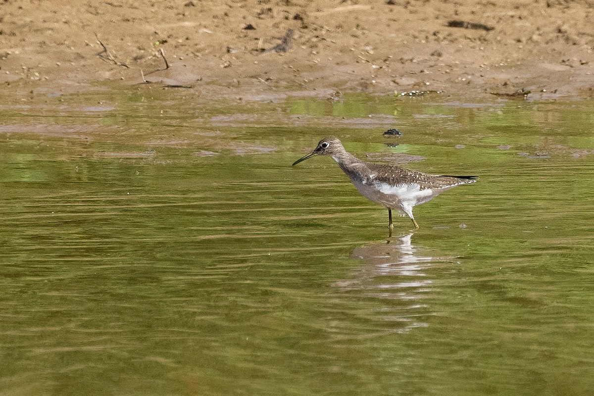 Solitary Sandpiper - ML375091901