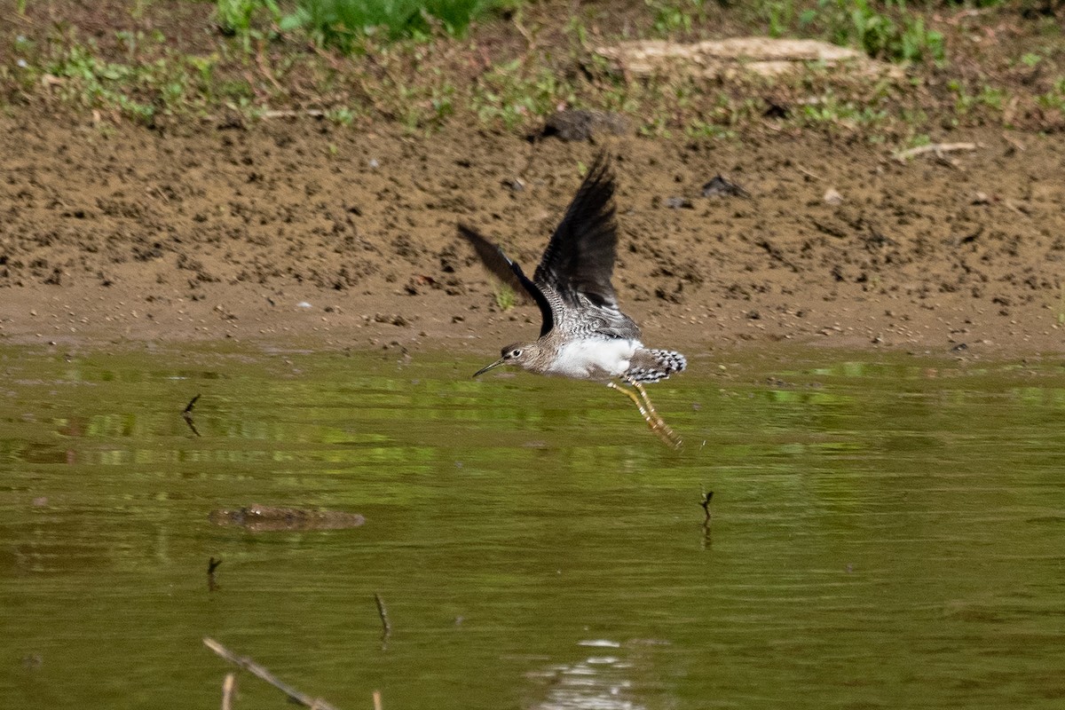 Solitary Sandpiper - ML375091911