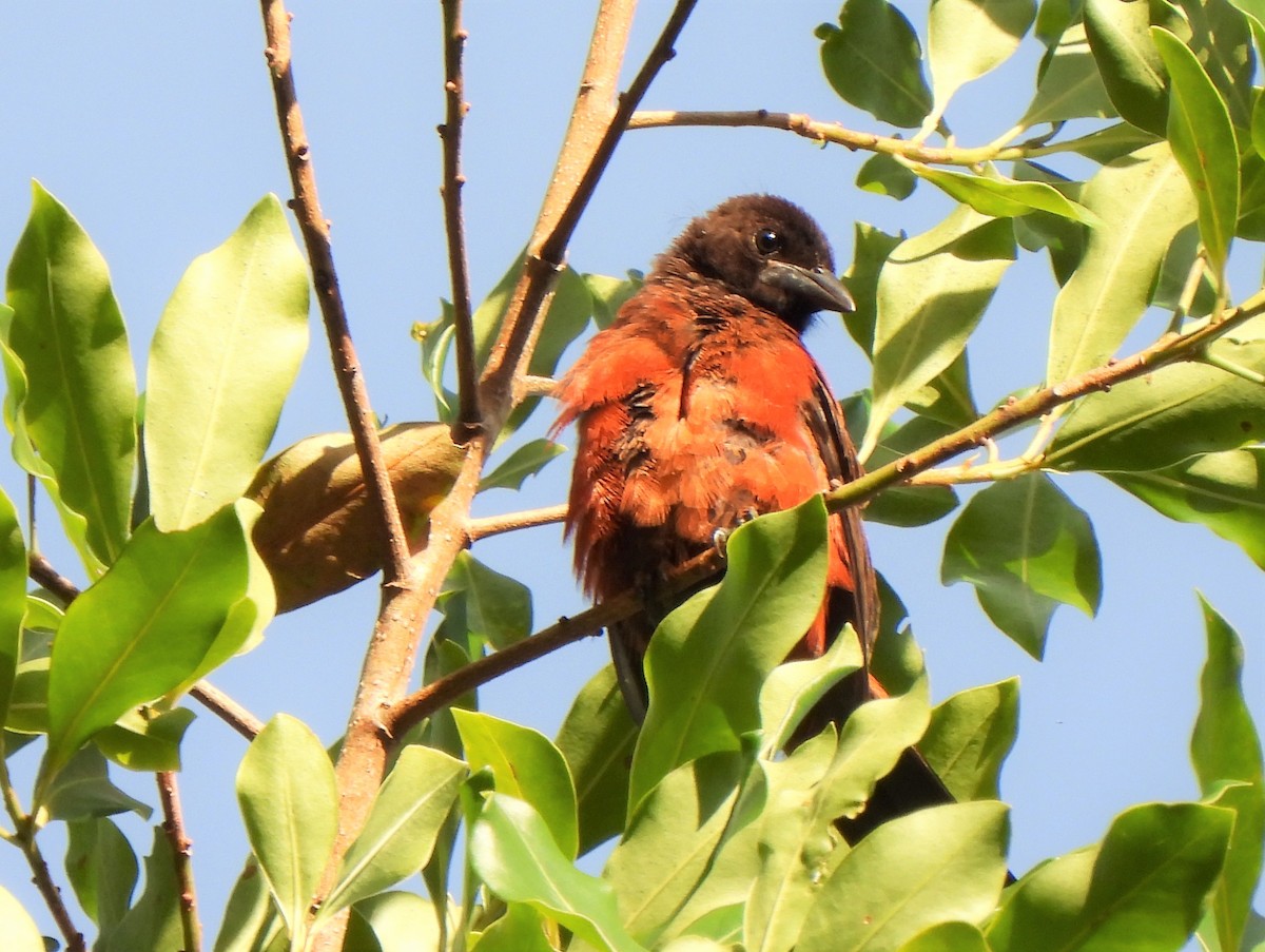 Crimson-backed Tanager - ML375092341