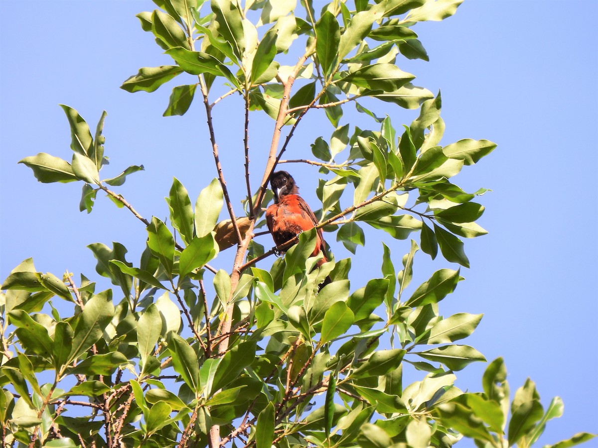 Crimson-backed Tanager - ML375092361