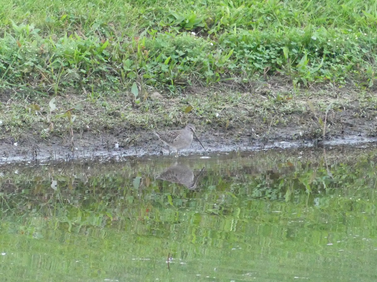 Long-billed Dowitcher - Callan Murphy